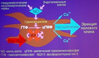 Голодание при простатите и аденоме простаты: лечение и отзывы