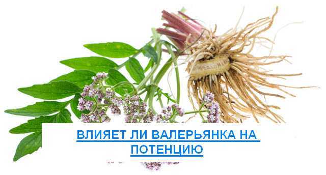 Валерьянка и потенция: влияние, вред и польза для мужчин