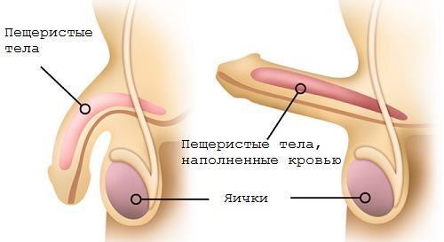 Восстановление потенции у мужчин после 50 лет: особенности и лекарства