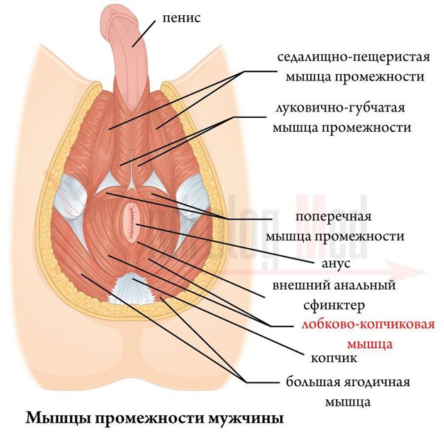 Лечебная физкультура (ЛФК) при простатите и аденоме простаты у мужчин