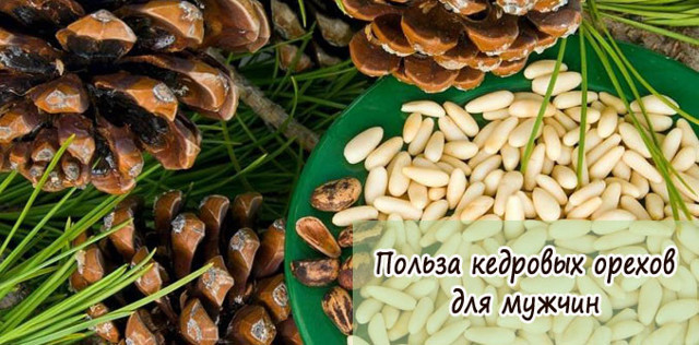 Кедровые орехи: польза и вред для мужчин для потенции