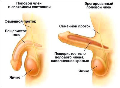 Как научиться контролировать эрекцию мужчине?