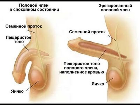 Проблемы с потенцией в 20 лет: причины и лечение