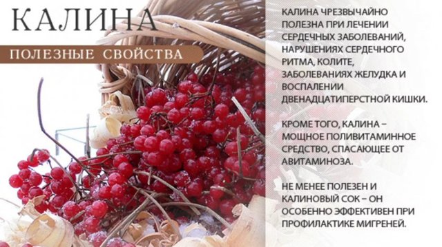 Калина для мужчин: полезные свойства и противопоказания, отзывы