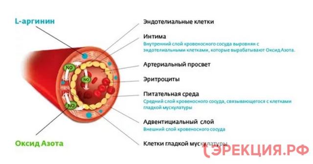Аргинин для потенции: инструкция по применению, отзывы мужчин