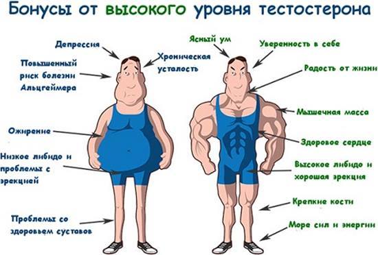 Тестостерон и потенция: влияние, повышение (препараты и продукты)