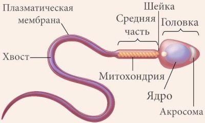 10 советов как 100% улучшить качество спермы у мужчин (+ препараты)