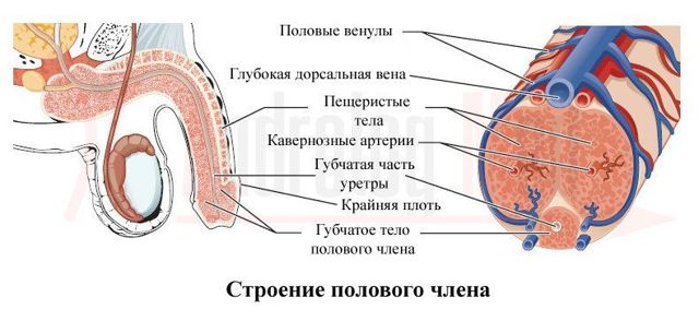 Калькулезный хронический простатит (камни в простате): симптомы и лечение, отзывы