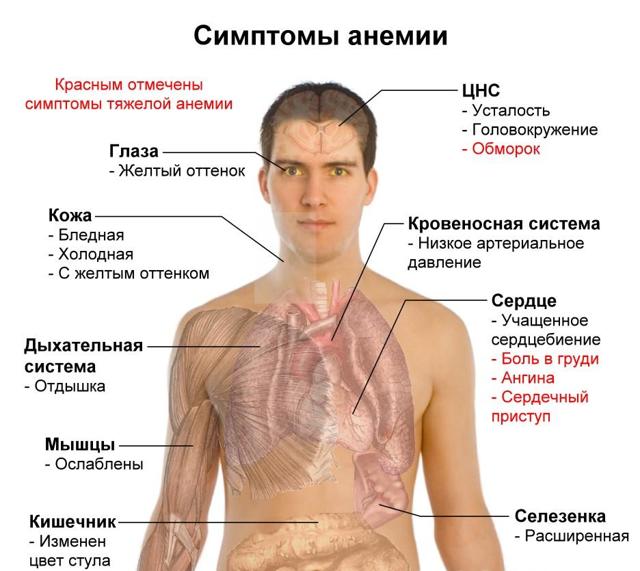 Для чего нужна фолиевая кислота мужчинам, чем полезна при планировании беременности