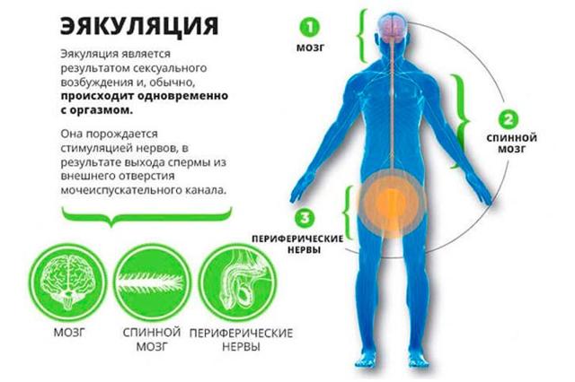 Анэякуляция (отсутствие эякуляции): причины, диагностика, лечение у мужчин