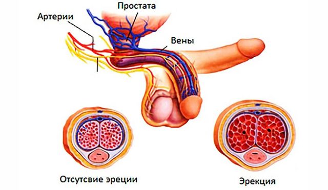 Сосудистая импотенция: лечение (препараты и способы), симптомы