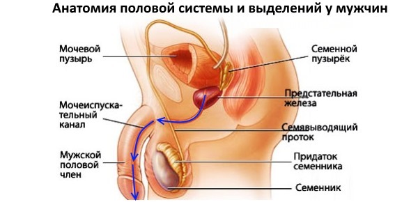 Выделения у мужчин при возбуждении: норма или отклонение?