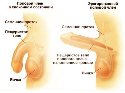 У мужа проблемы с потенцией - что делать жене?