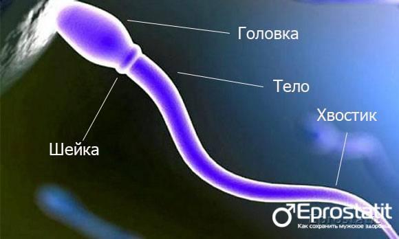 Сколько точно живут сперматозоиды времени (дней и часов) в разной среде?