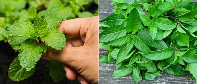 Мята для мужчин: влияние на потенцию, польза и рецепты, вред