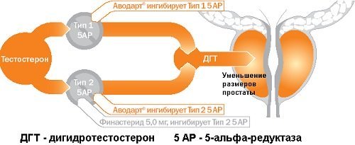 Голодание при простатите и аденоме простаты: лечение и отзывы
