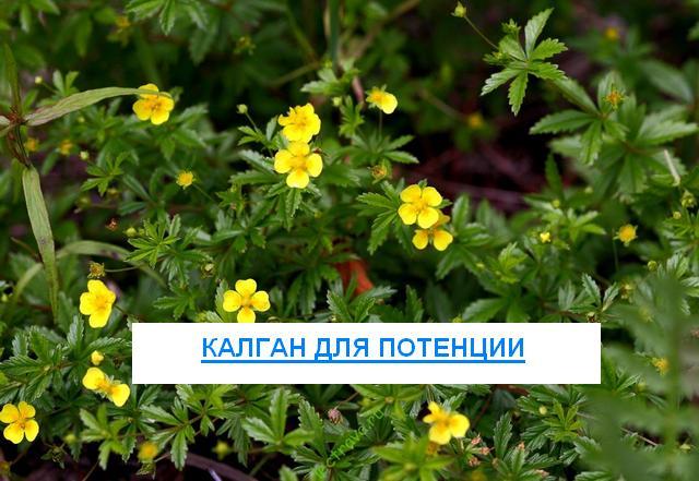 Настойка калгана для потенции: применение и отзывы мужчин