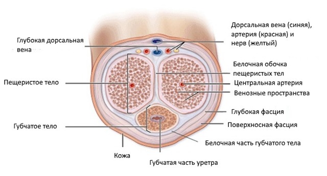 Чувствительность полового члена: как повысить и снизить?