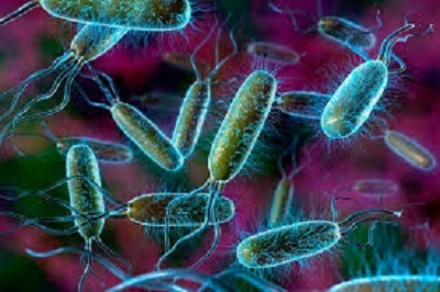 enterococcus faecalis у мужчин: норма, причины, симптомы и лечение