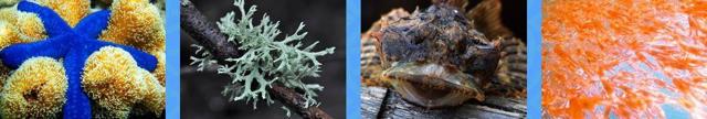 Янг Ганг для потенции: состав, инструкция, где купить