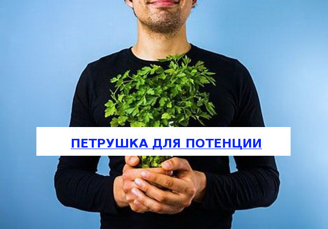 Петрушка для повышения потенции мужчин: польза и вред, влияние