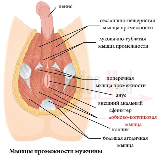 Приседания для потенции со штангой и без: влияние, польза для мужчин