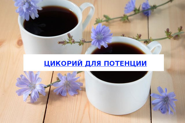 Как цикорий влияет на потенцию: польза и вред для мужчин