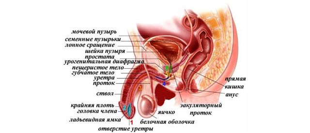 Простатит у ребенка и подростка: может ли быть, симптомы и лечение