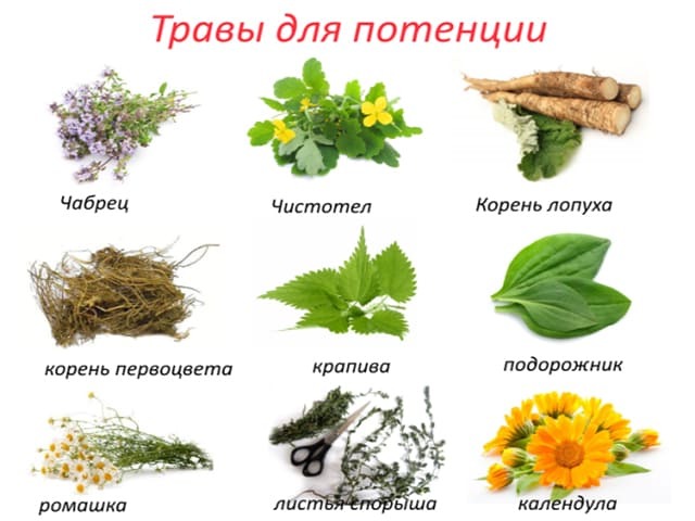 Отвары для повышения потенции у мужчин. ТОП-5