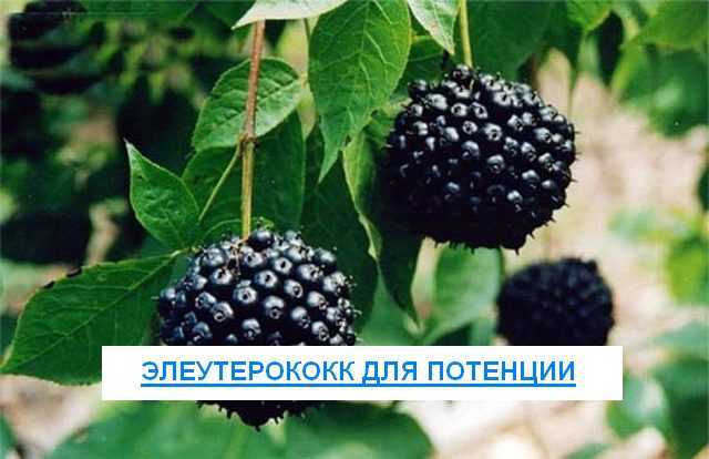 Элеутерококк для потенции мужчин: влияние, инструкция, отзывы