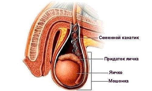 Опухли яички и болят у мужчины: причины, почему отекает мошонка, как лечить