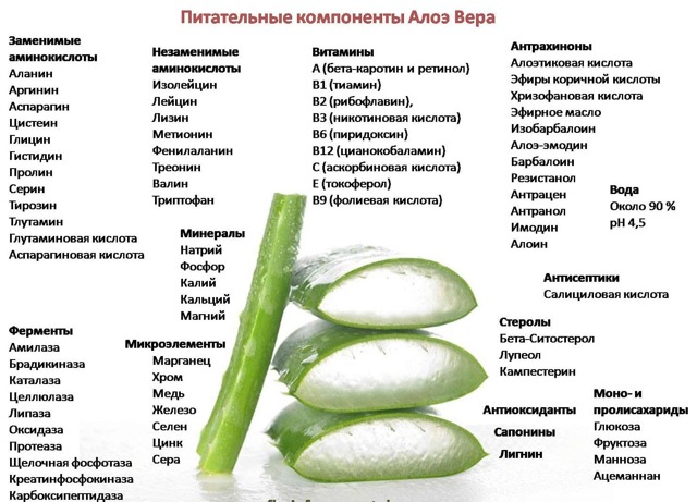 Алоэ для потенции мужчин: польза и вред, рецепты