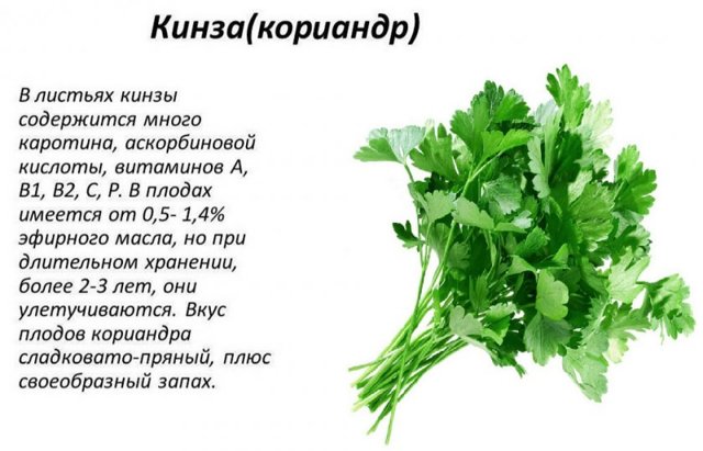 Кинза для мужчин: польза и вред, влияние на потенцию, рецепты