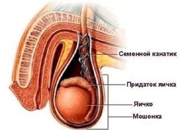 Одно яичко ниже другого у мужчин: почему и что делать?