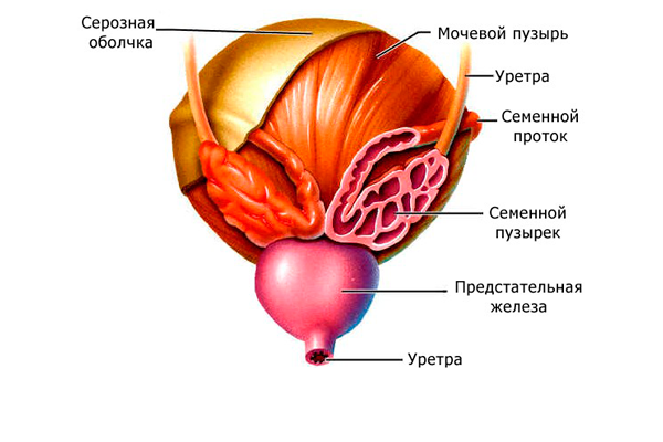 Агрегация сперматозоидов у мужчин в спермограмме: что значит, причины и лечение