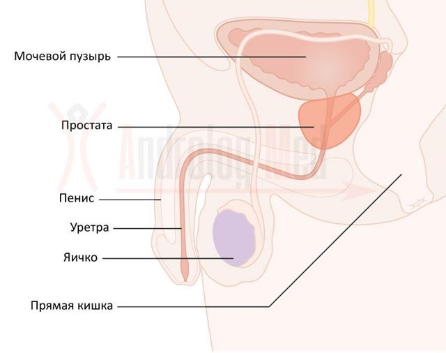 Калькулезный хронический простатит (камни в простате): симптомы и лечение, отзывы