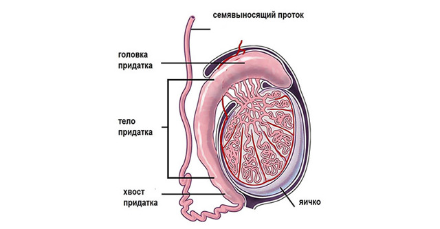 Одно яичко ниже другого у мужчин: почему и что делать?