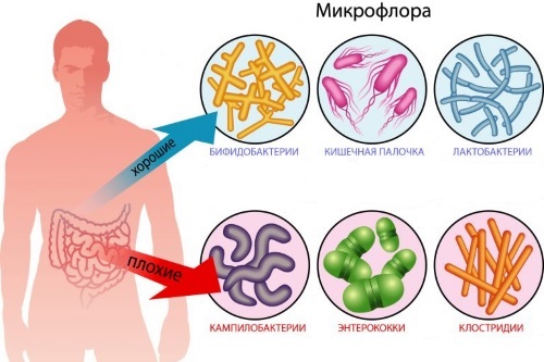 enterococcus faecalis у мужчин: норма, причины, симптомы и лечение