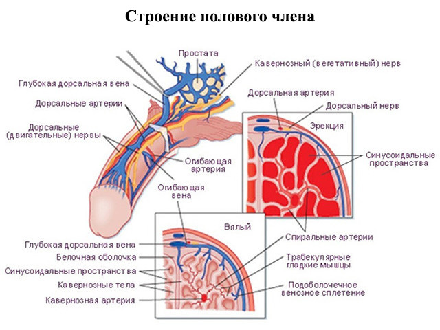 Папаверин для потенции (уколы и таблетки): инструкция по применению