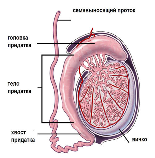 Орхит яичка у мужчин: симптомы и лечение, причины болезни