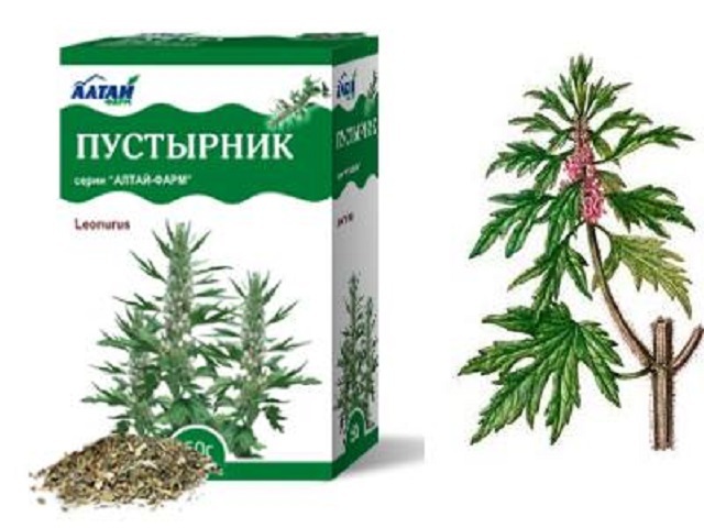 Пустырник для мужчин: польза и вред, влияние на потенцию, отзывы