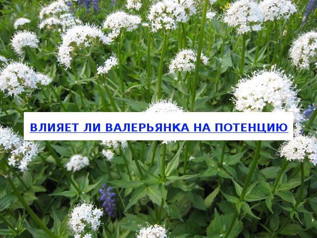 Валерьянка и потенция: влияние, вред и польза для мужчин