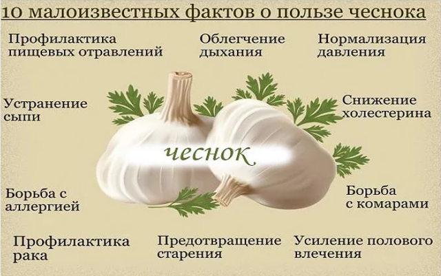 Чеснок для потенции у мужчин: польза и вред для организма, рецепты