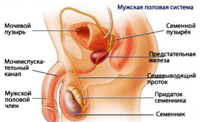 Орхоэпидидимит у мужчин: симптомы и лечение, причины возникновения