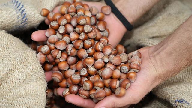 Лещина при простатите: лечение, рецепты с корой и листьями, отзывы