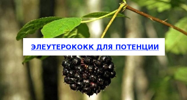Элеутерококк для потенции мужчин: влияние, инструкция, отзывы