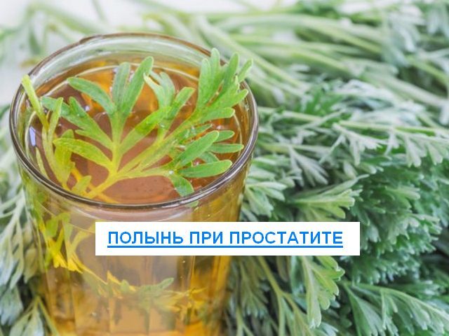 Полынь при простатите у мужчин: лечение, рецепты, отзывы
