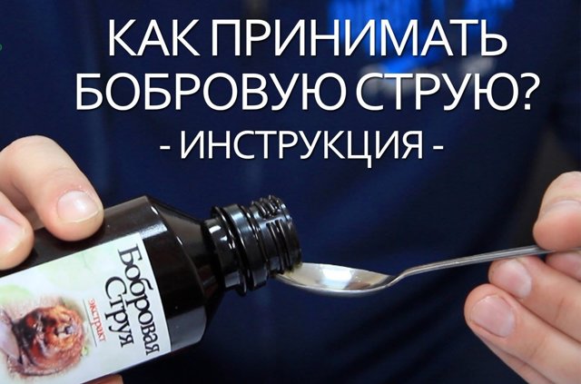 Бобровая струя для потенции: как принимать мужчине?