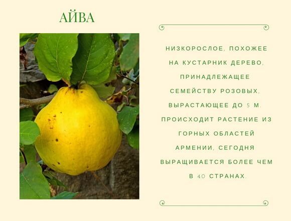 Айва для мужчин: все полезные свойства и противопоказания, влияние на здоровье и потенцию, отзывы