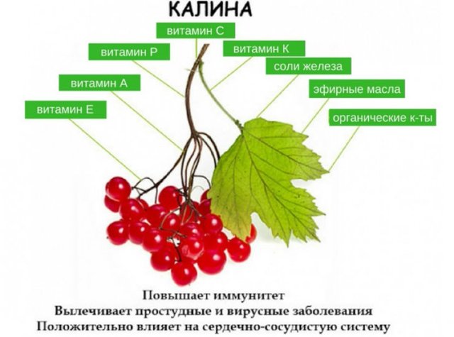 Калина для мужчин: полезные свойства и противопоказания, отзывы